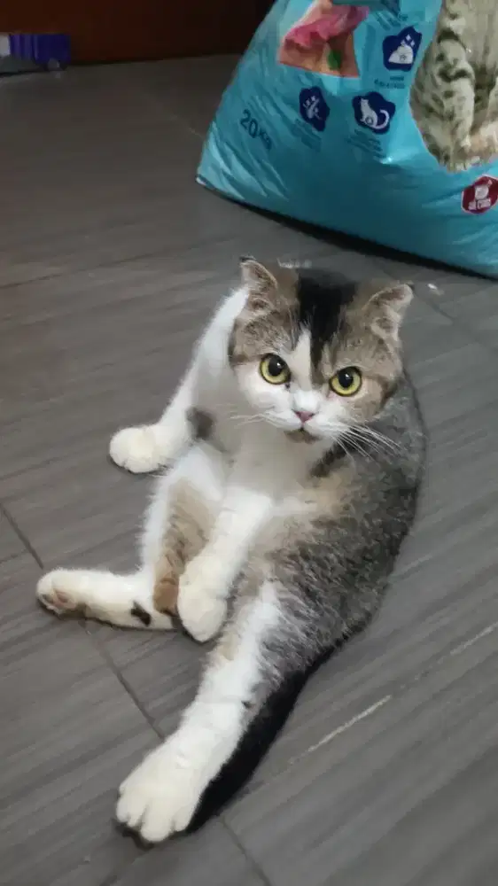 Kucing Scottish fold brown tabby