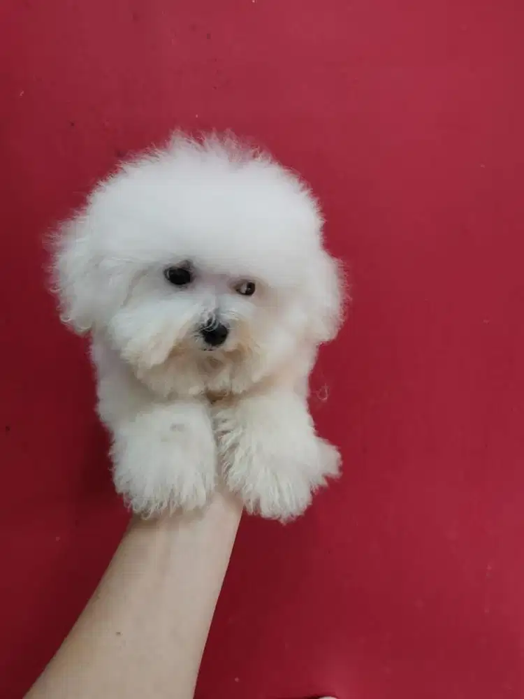 Anjing / puppies bichon frise jantan