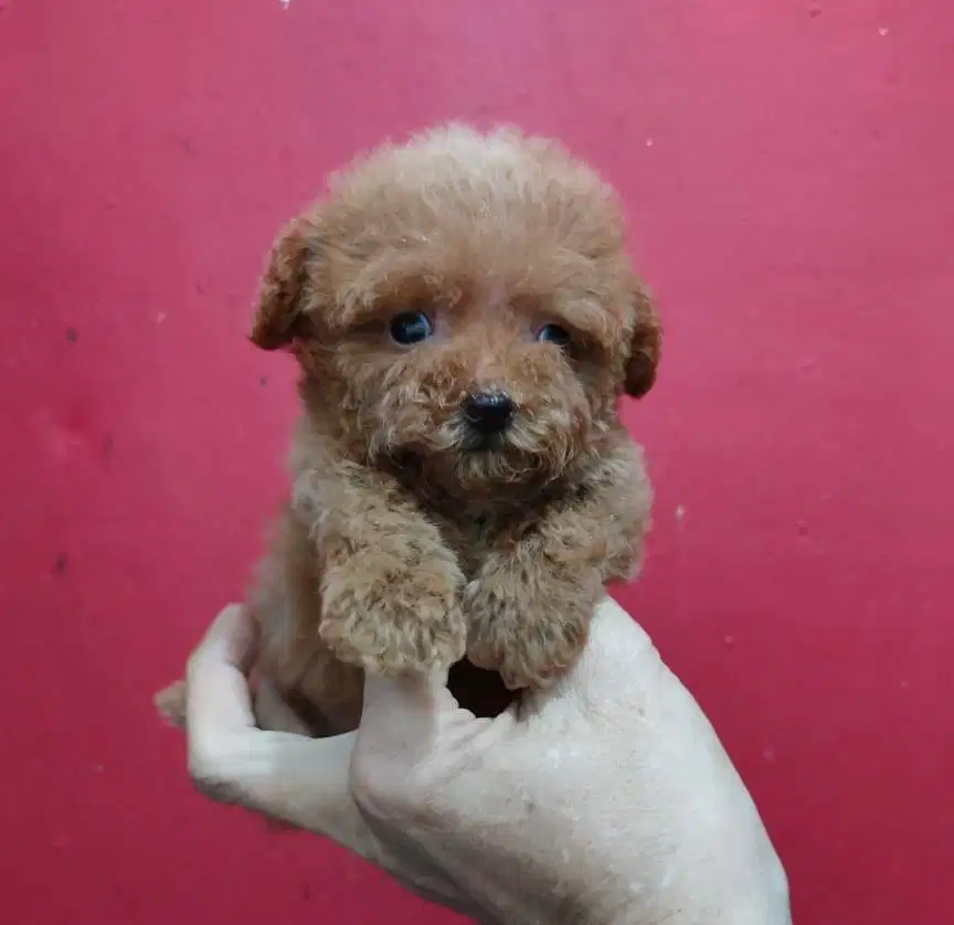 Anjing / puppies supermini poodle jantan