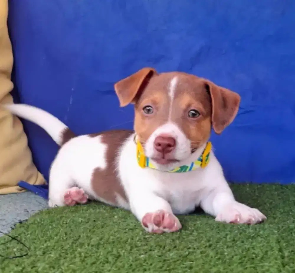 JUAL ANJING JACK RUSSEL