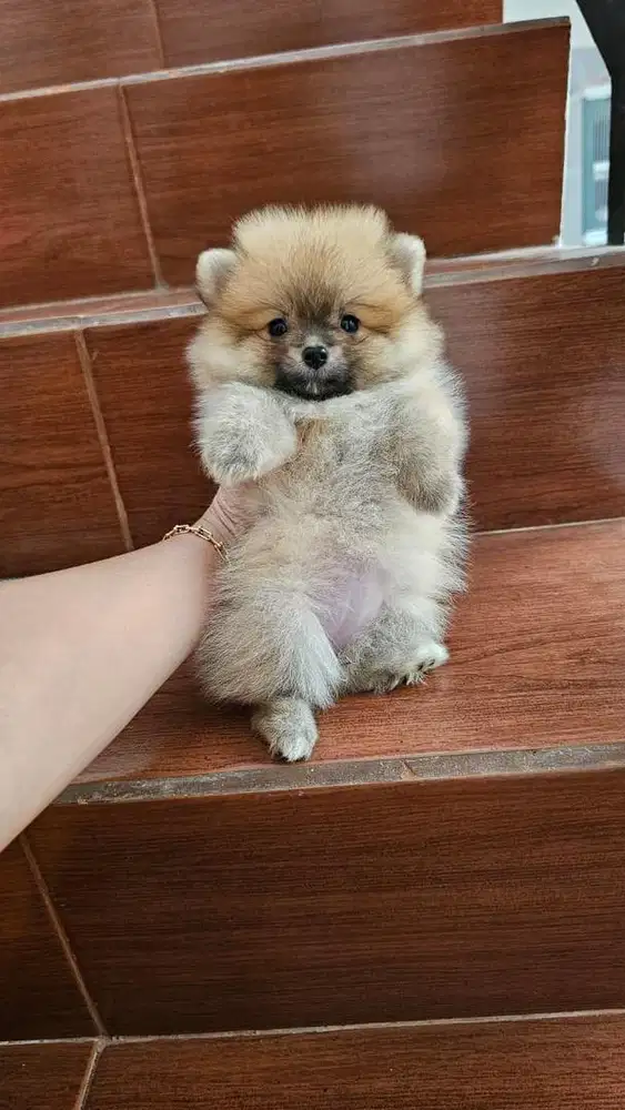 Puppies / anjing minipom betina cute