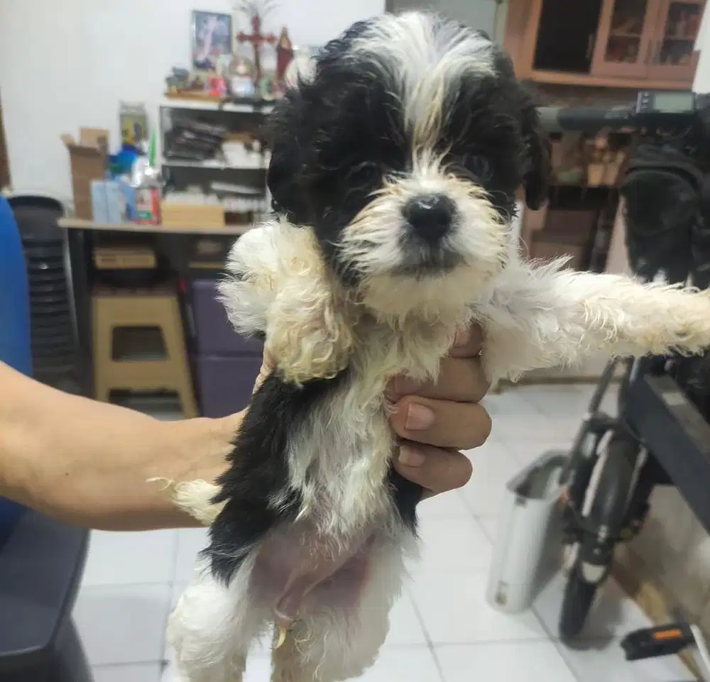 Anjing / puppies shihpoo panda