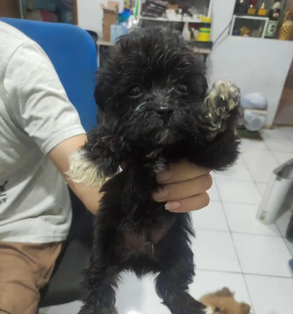 Puppies / anjing shihpoo hitam cute lucu