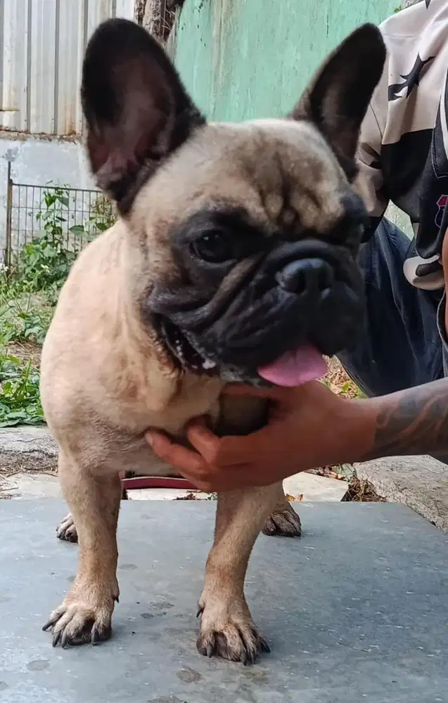 Anjing indukan french bulldog betina