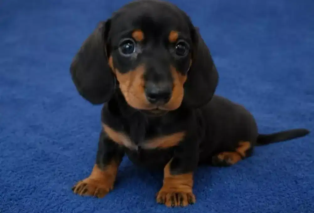 JUAL ANJING DACHSHUND