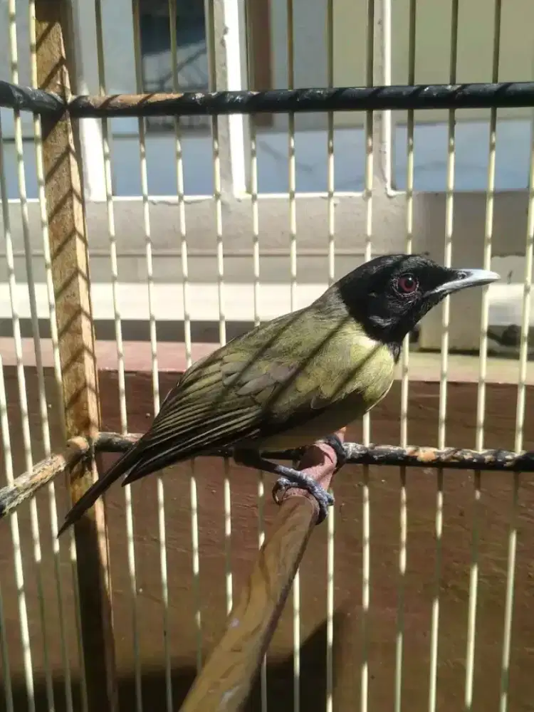 jual samyong mulus gacor