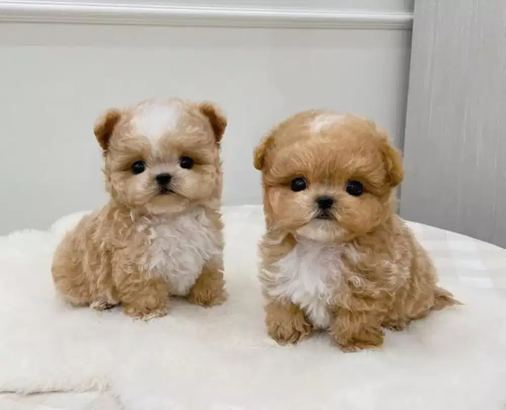 JUAL ANJING POM MIX POODLE