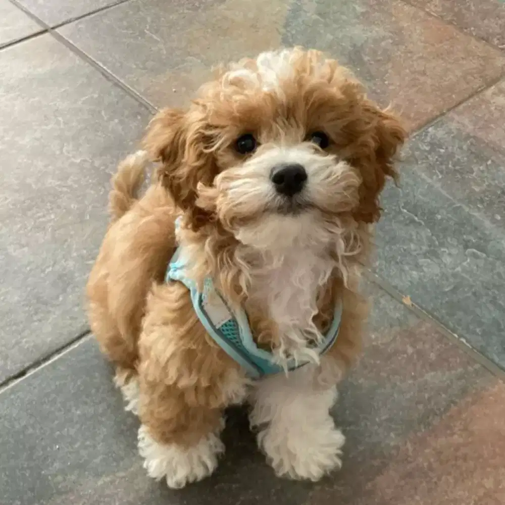 JUAL ANJING POODLE MIX MALTESE