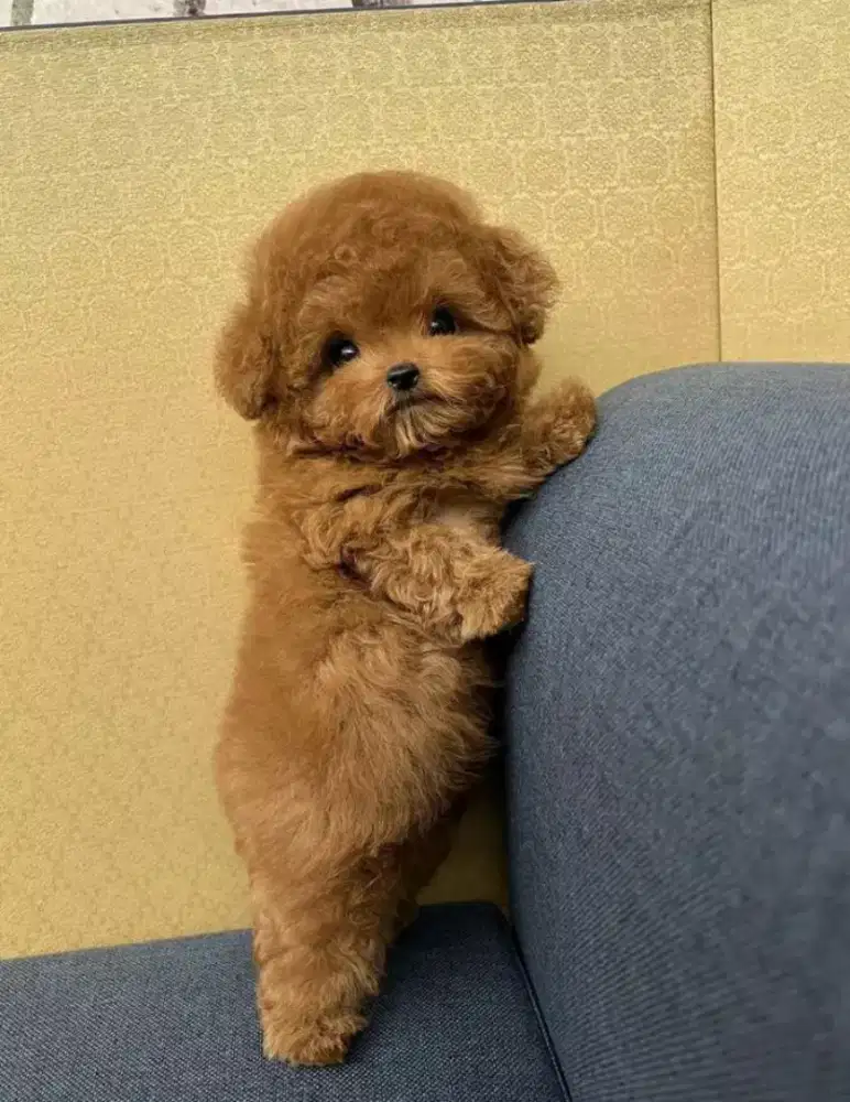 JUAL ANJING POODLE MIX MALTESE