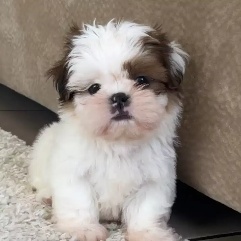 JUAL ANJING SHIHTZHU