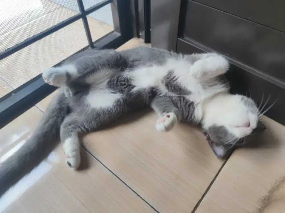 BSH BiCo Abu Putih