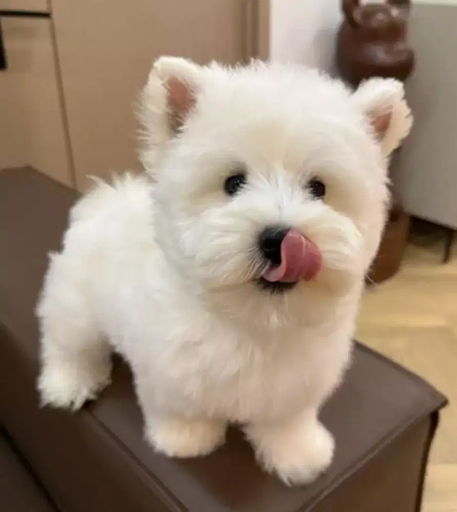JUAL ANJING BICHON MIX POM