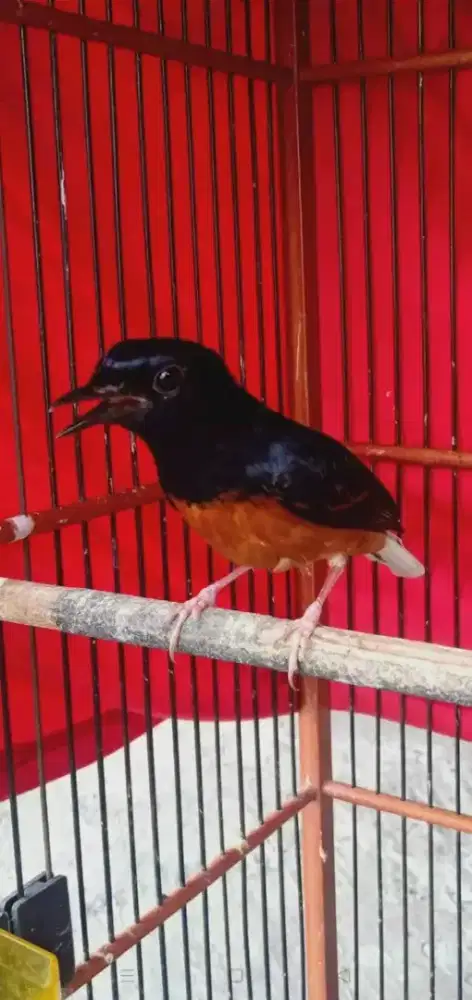 murai batu pastol hutan dokor