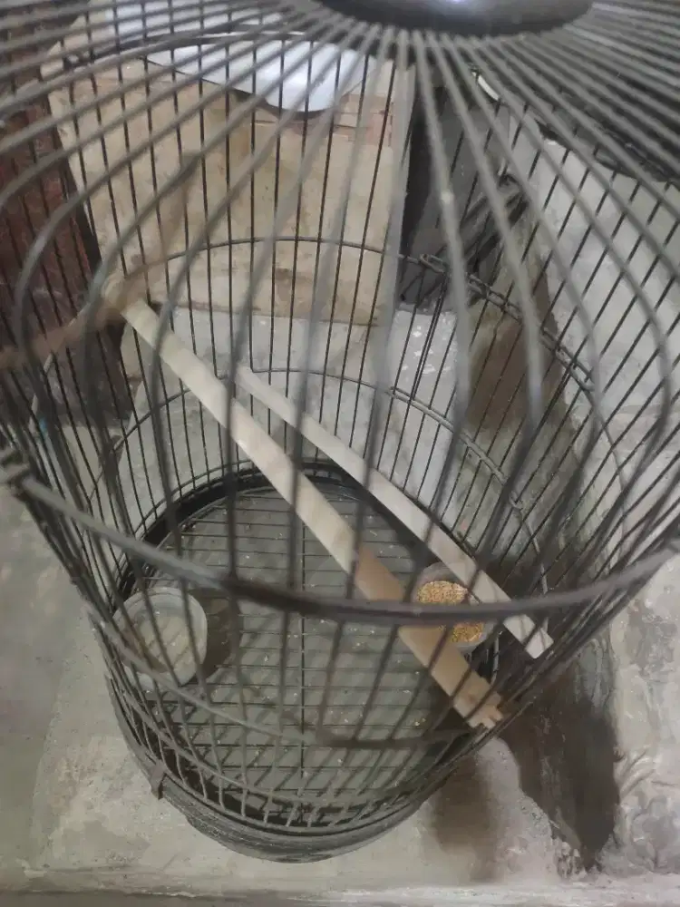 Kandang burung Lovebird