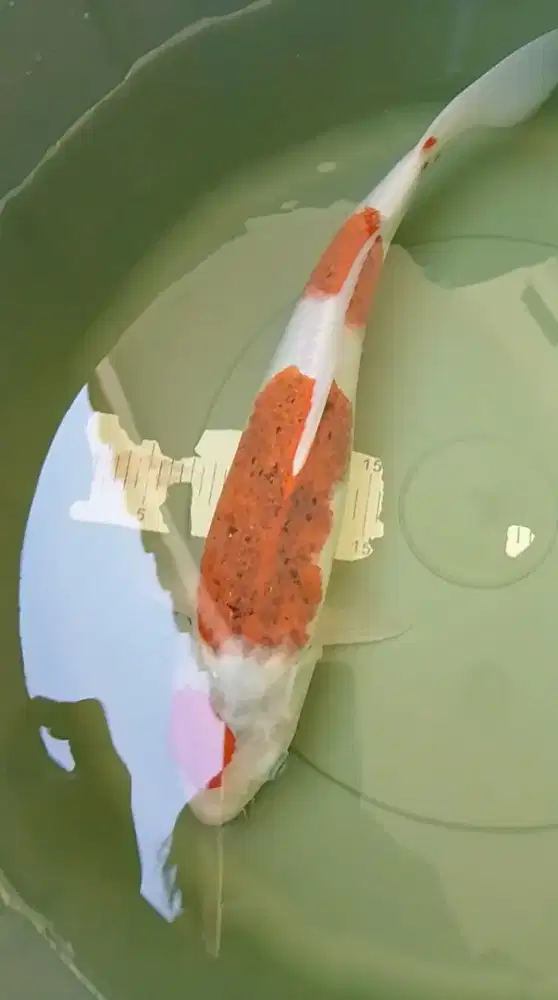 Ikan koi jenis Ai Goromo 38cm