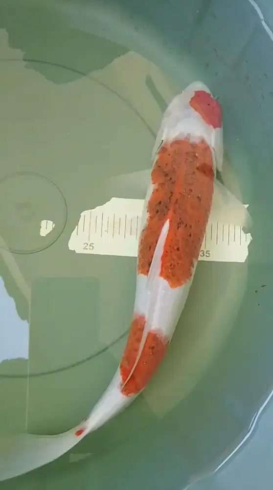 Ikan koi jenis Ai Goromo ukuran 38cm antik