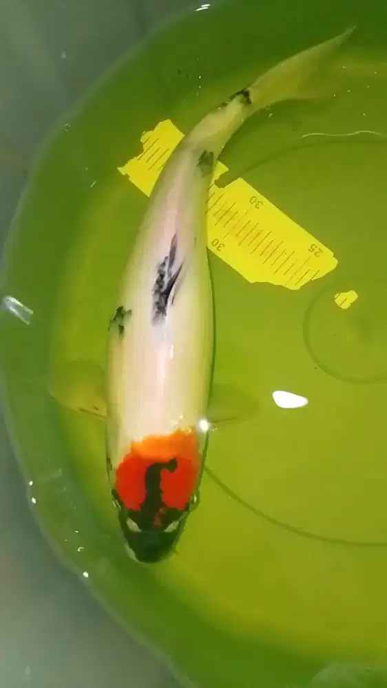 Ikan koi jenis Tancho Showa 38cm