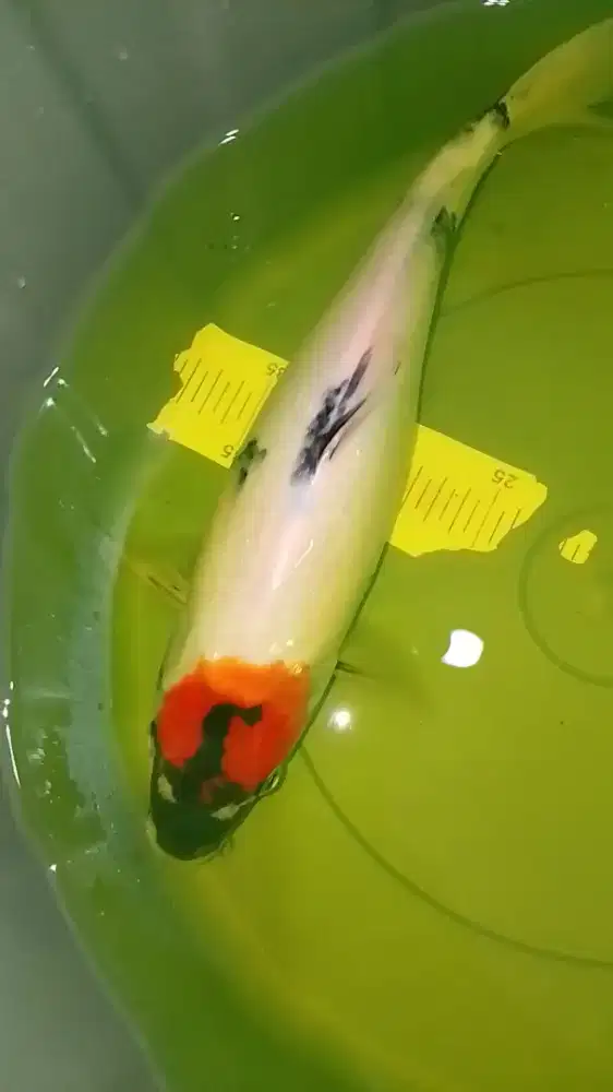 Ikan koi jenis Tancho Showa 38cm