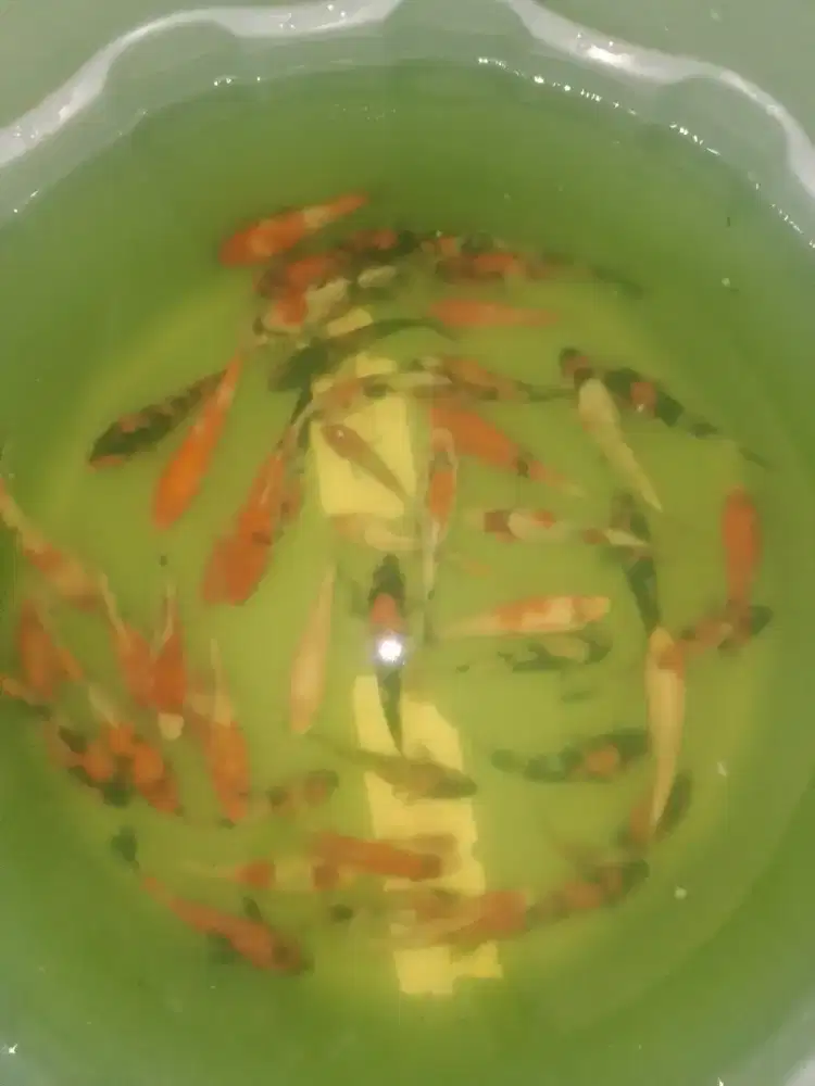 Ikan koi jenis Showa 10-12cm asal Blitar