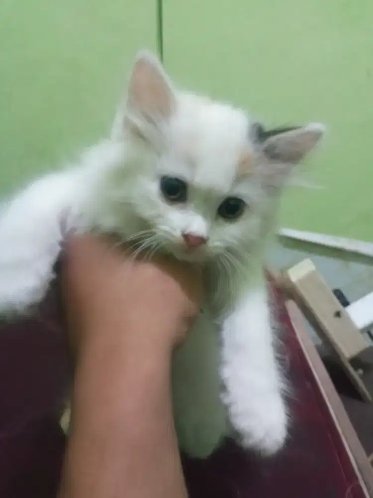 kucing kitten persia