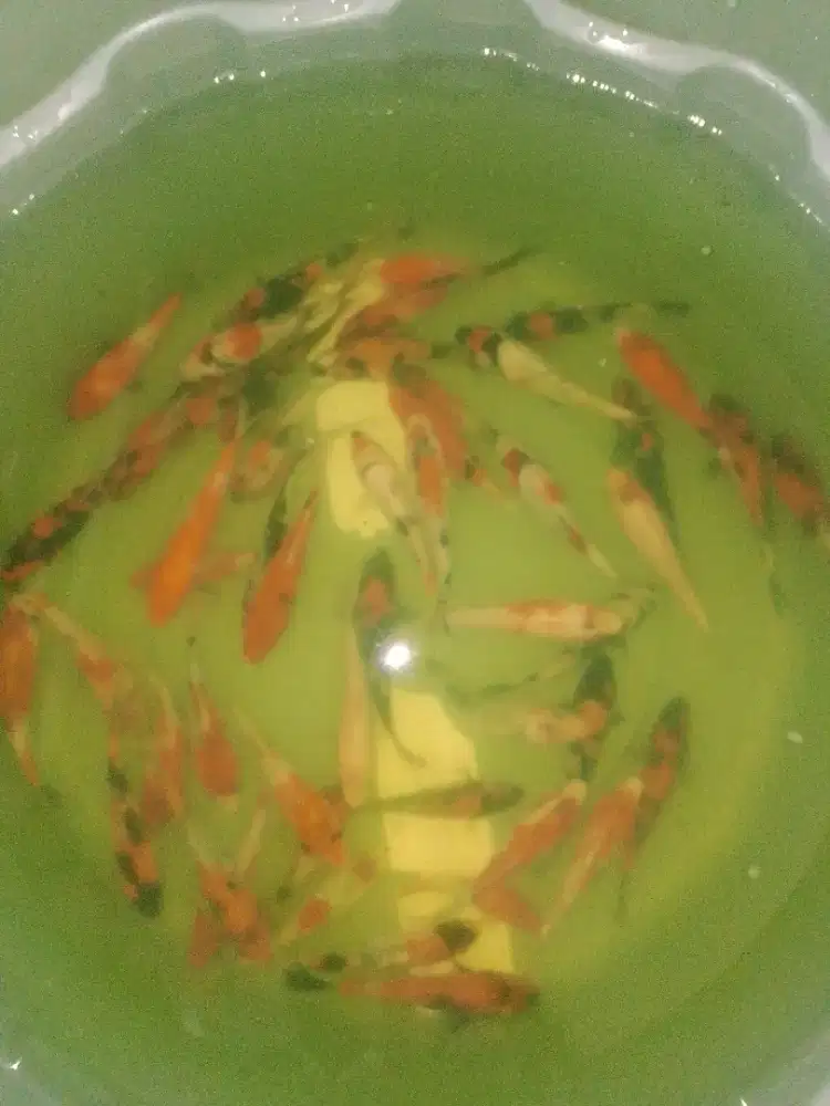 Ikan koi jenis Showa 10-12cm grade A