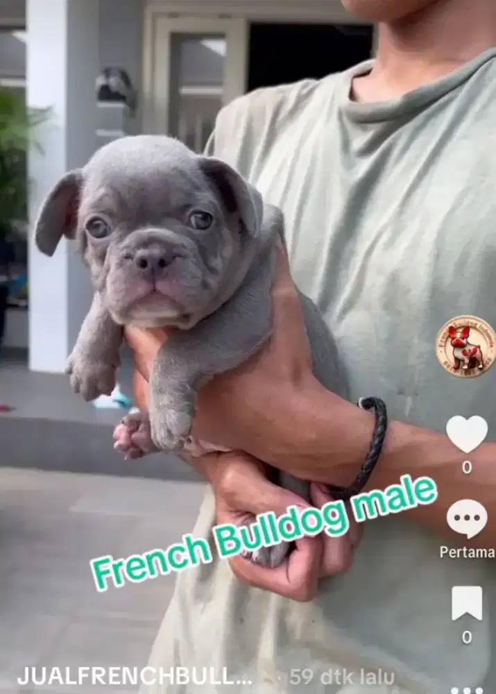 French Bulldog male