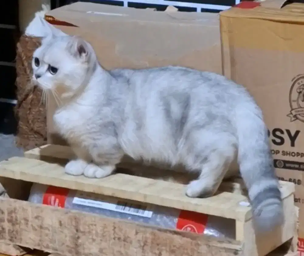 jasa pacak kucing munchkin/munchkin silver/peaknose/bsh/