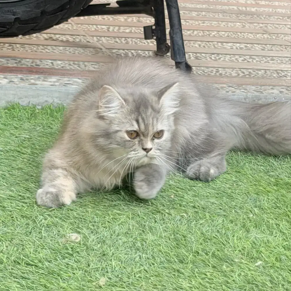 Kucing Persia peak Nose sdh Vaksin