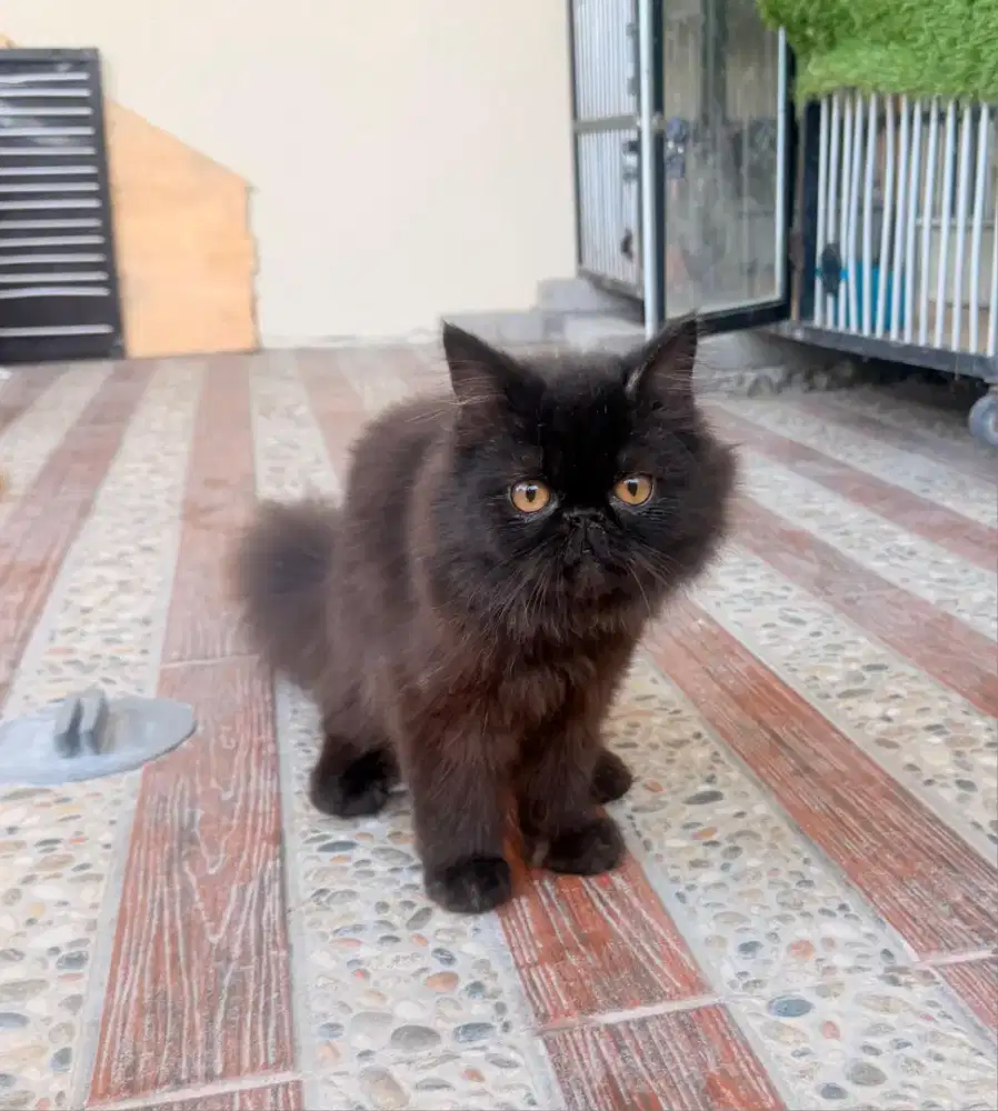 Kucing Persia  peak nose Jantan Sdh Vaksin