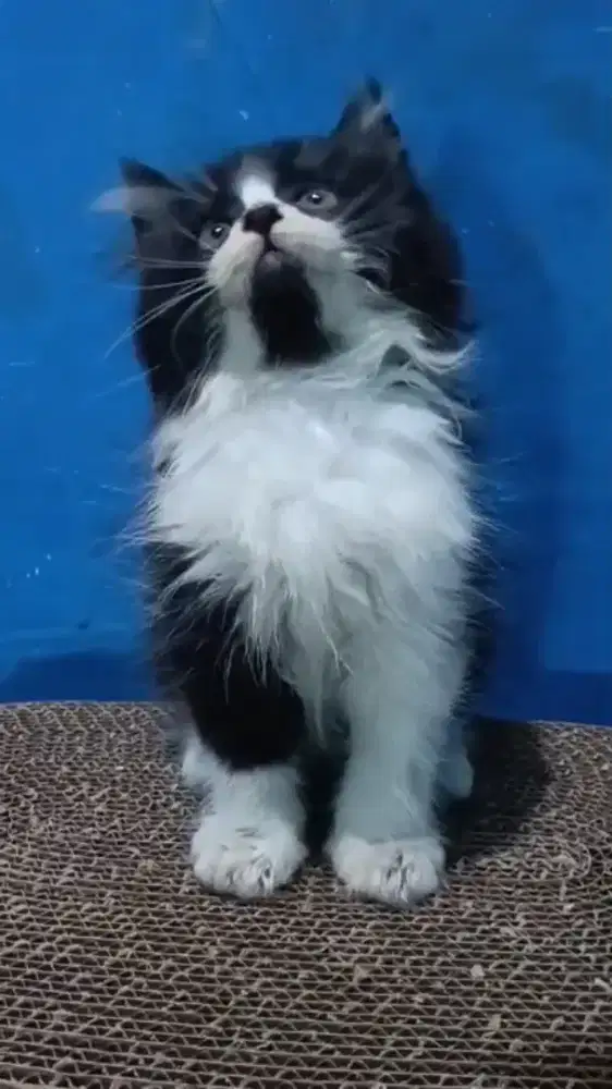 Ready kitten Persia
