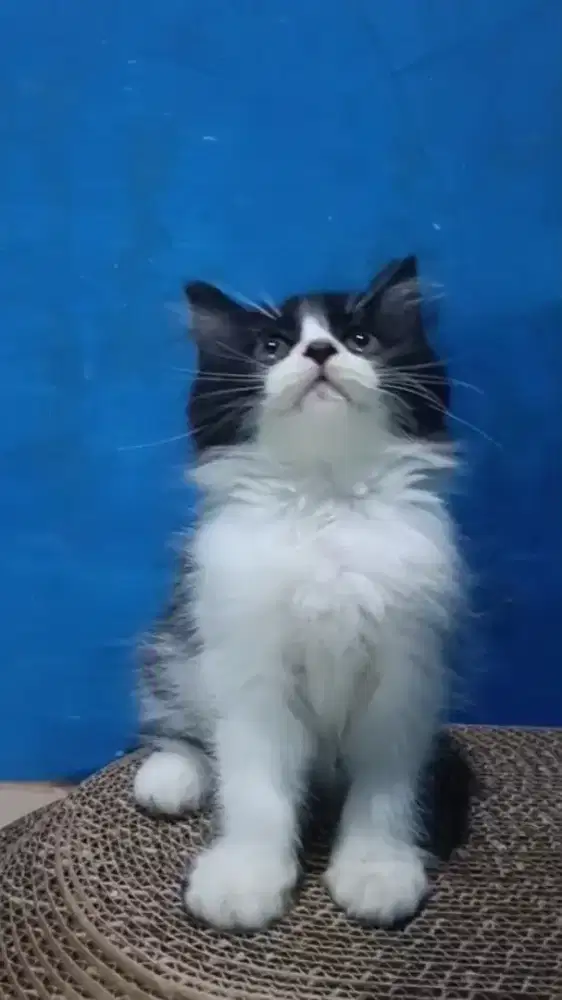 Ready kitten Persia