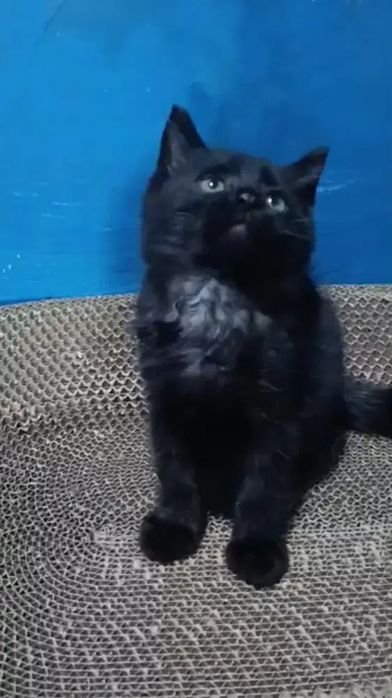 Ready kitten Persia