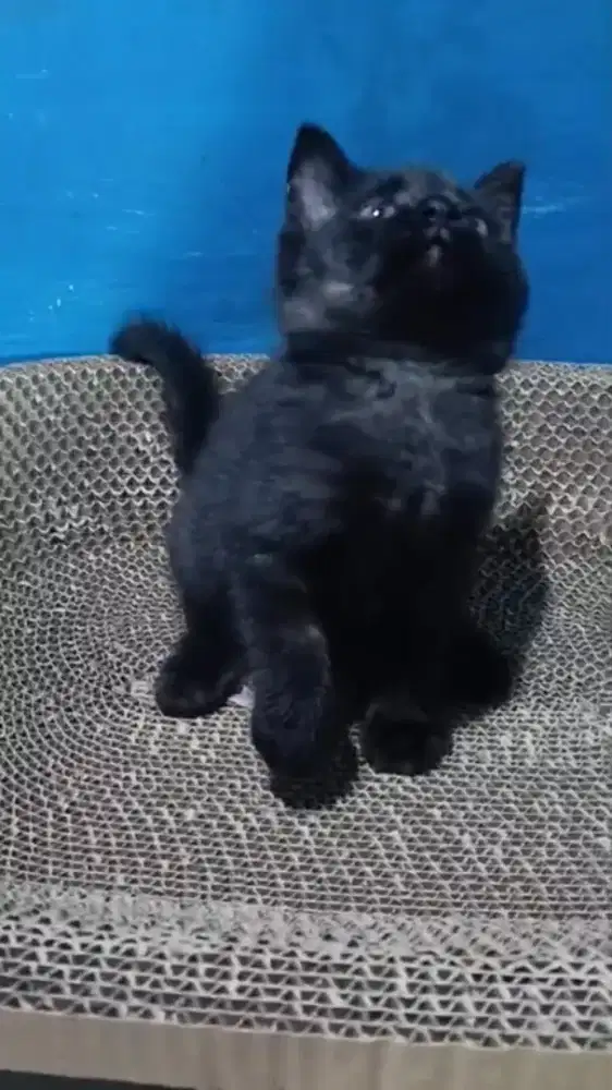 Ready kitten Persia