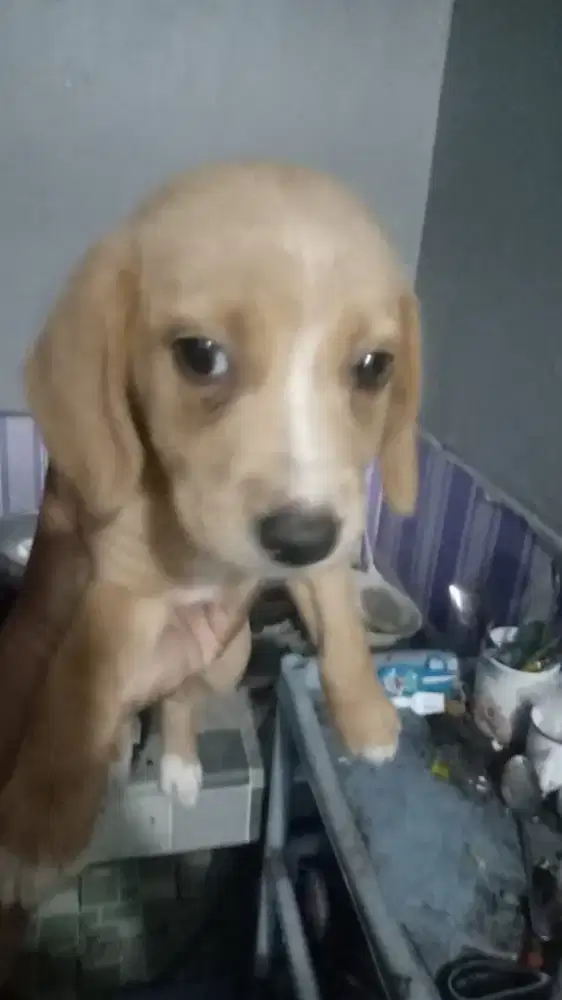 Jual Anakan Beagle