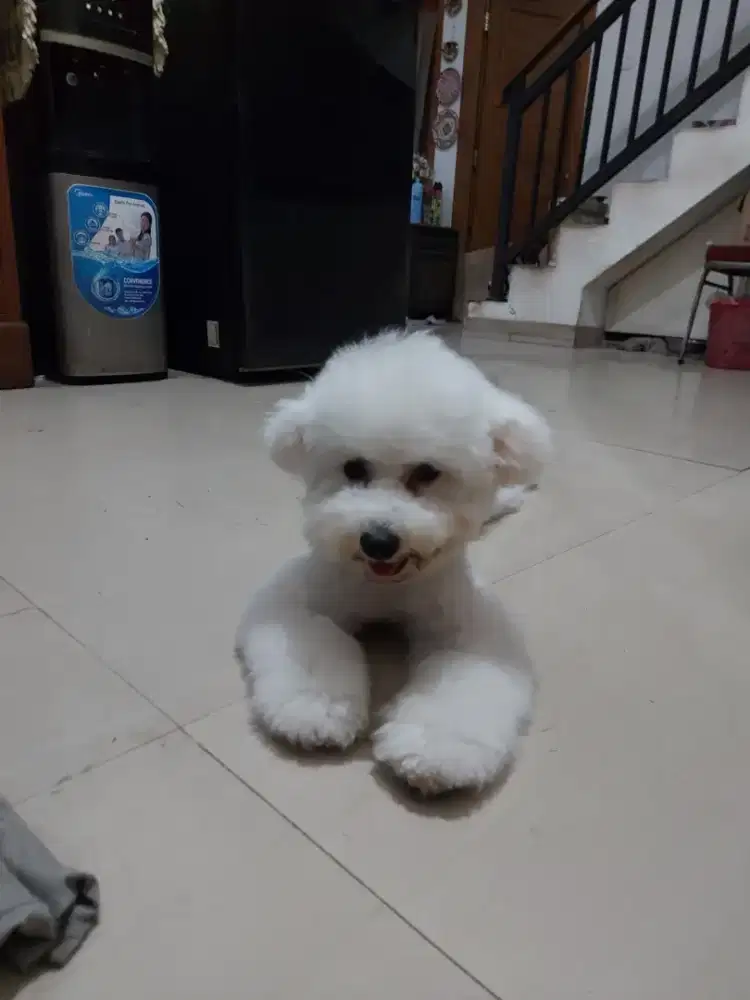 Bichon frise,male,stamboom perkin