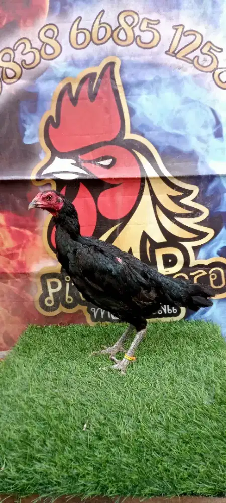 Ayam Pakhoy Betina F1