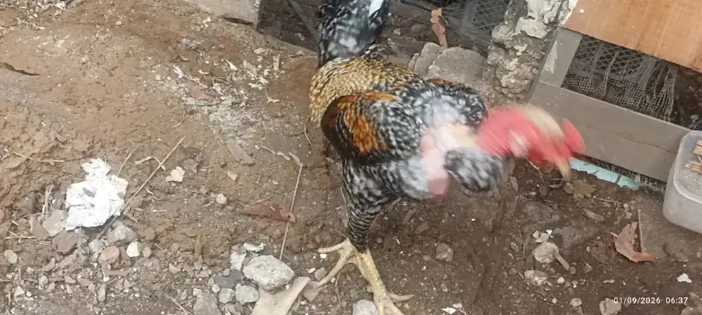 Ayam bangkok botak unur 7 bulan