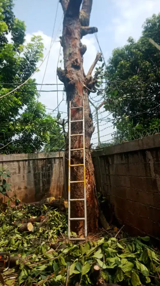 Jasa tebang pohon