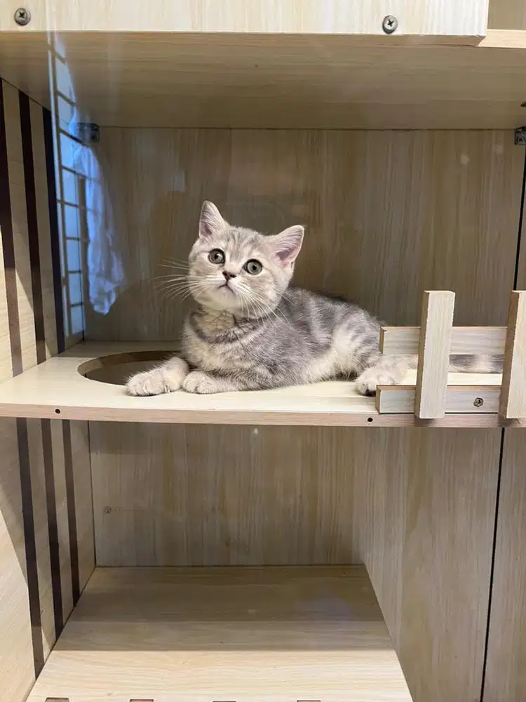 Kucing bsh x scottish