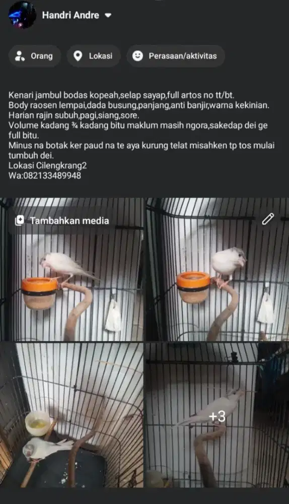 Kenari jambul warna kekinian