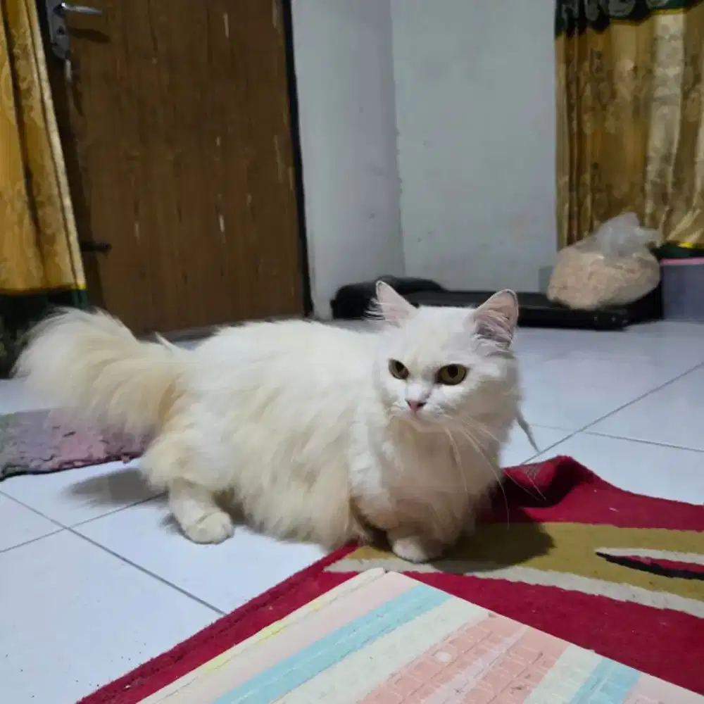 Pejantan munchkin super ceper
