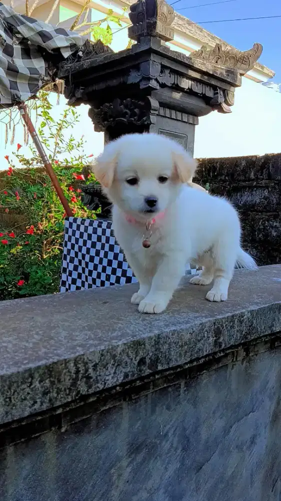Betina (anakan mix minipom)