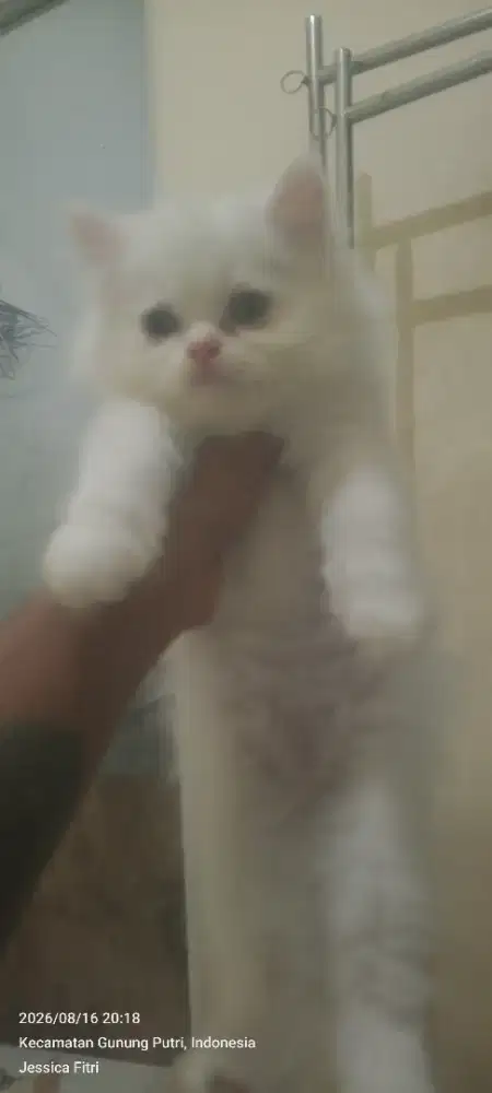 Kitten Persia Flatnose