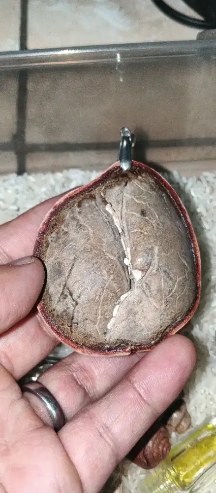 Liontin kijeng dampit