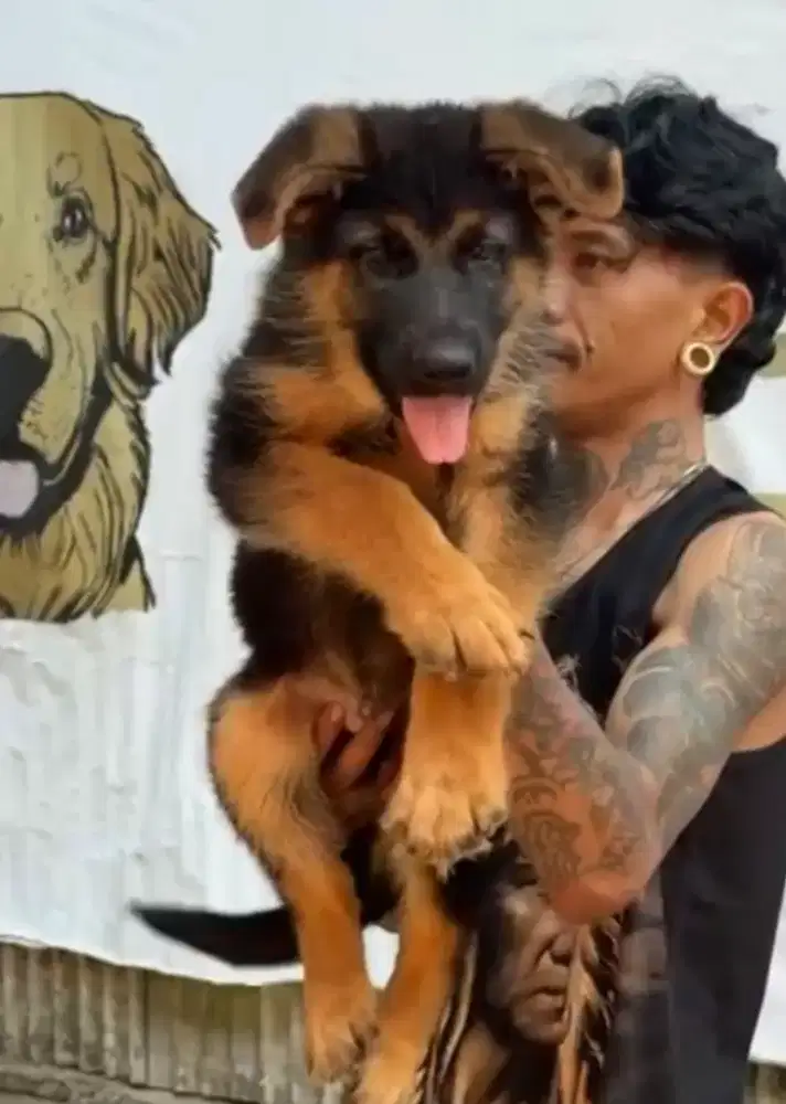German sheperd / Herder