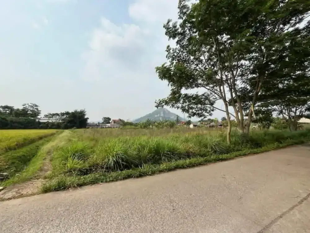 Jual sawah di bawah pasaran