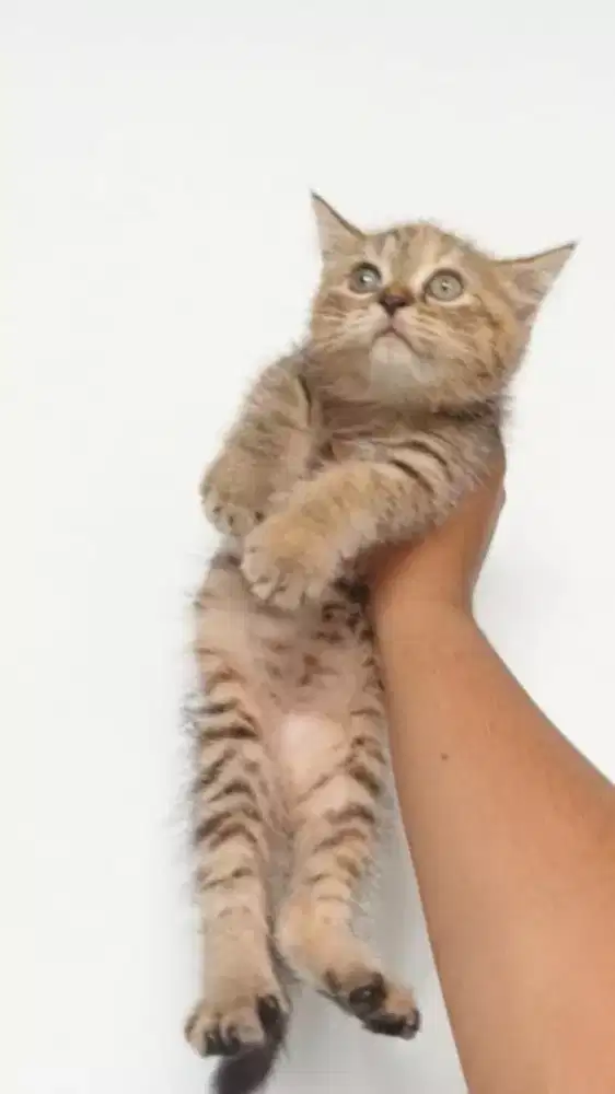 Kucing British Shorthair Golden tabby cute