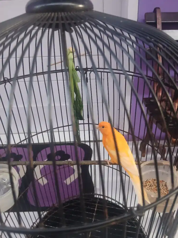 Jual burung kenari dan kandang