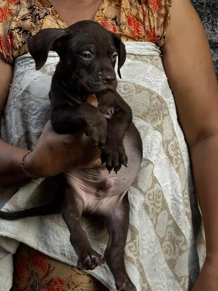 Anjing pitbul pure no mix