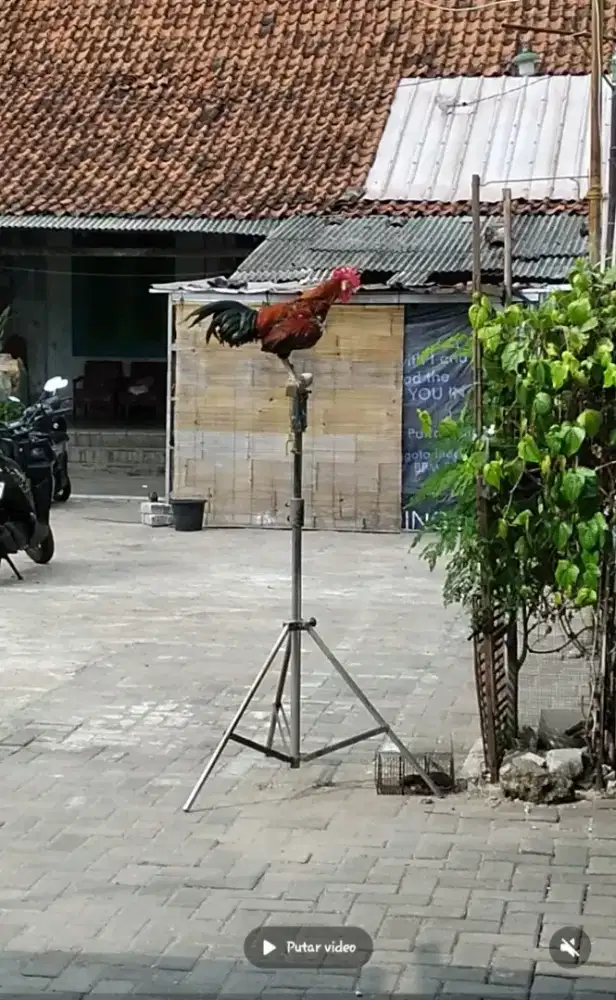 AYAM KETAWA (trah durasi)